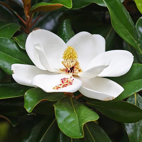 Sughero di Magnolia