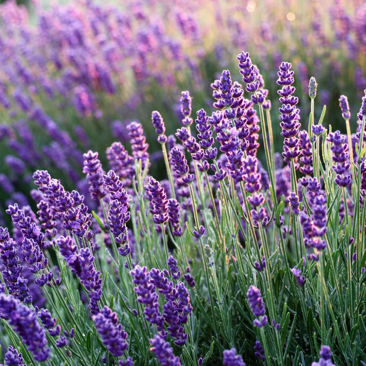 Aceite esencial de lavanda