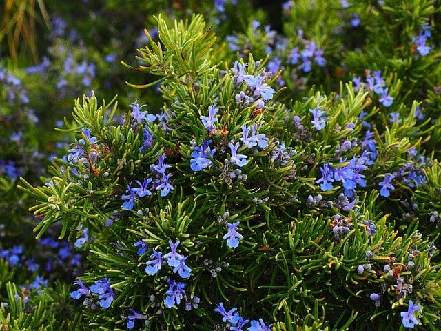 Rosemary Essential Oil