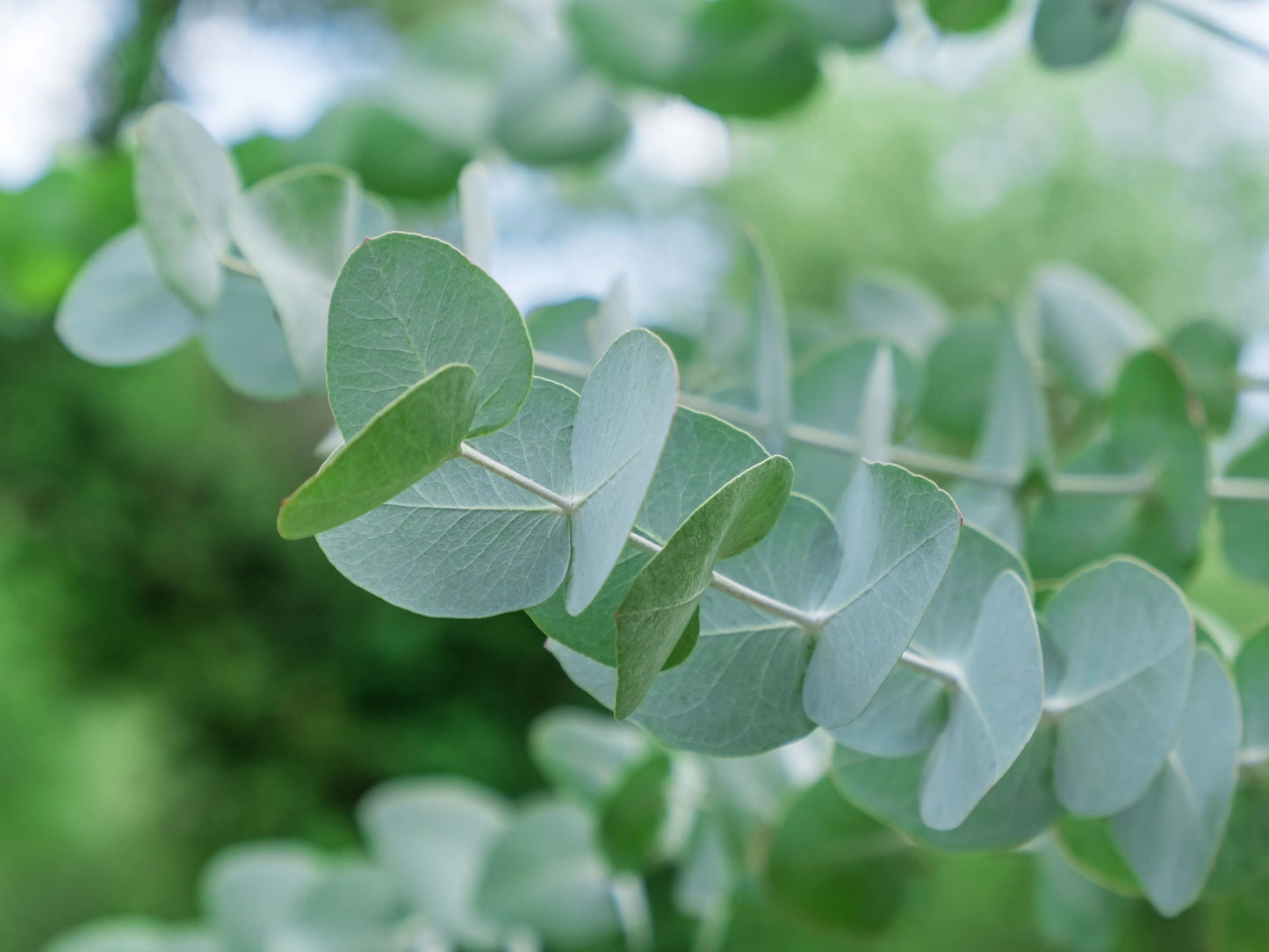 Eucalyptus Essential Oil