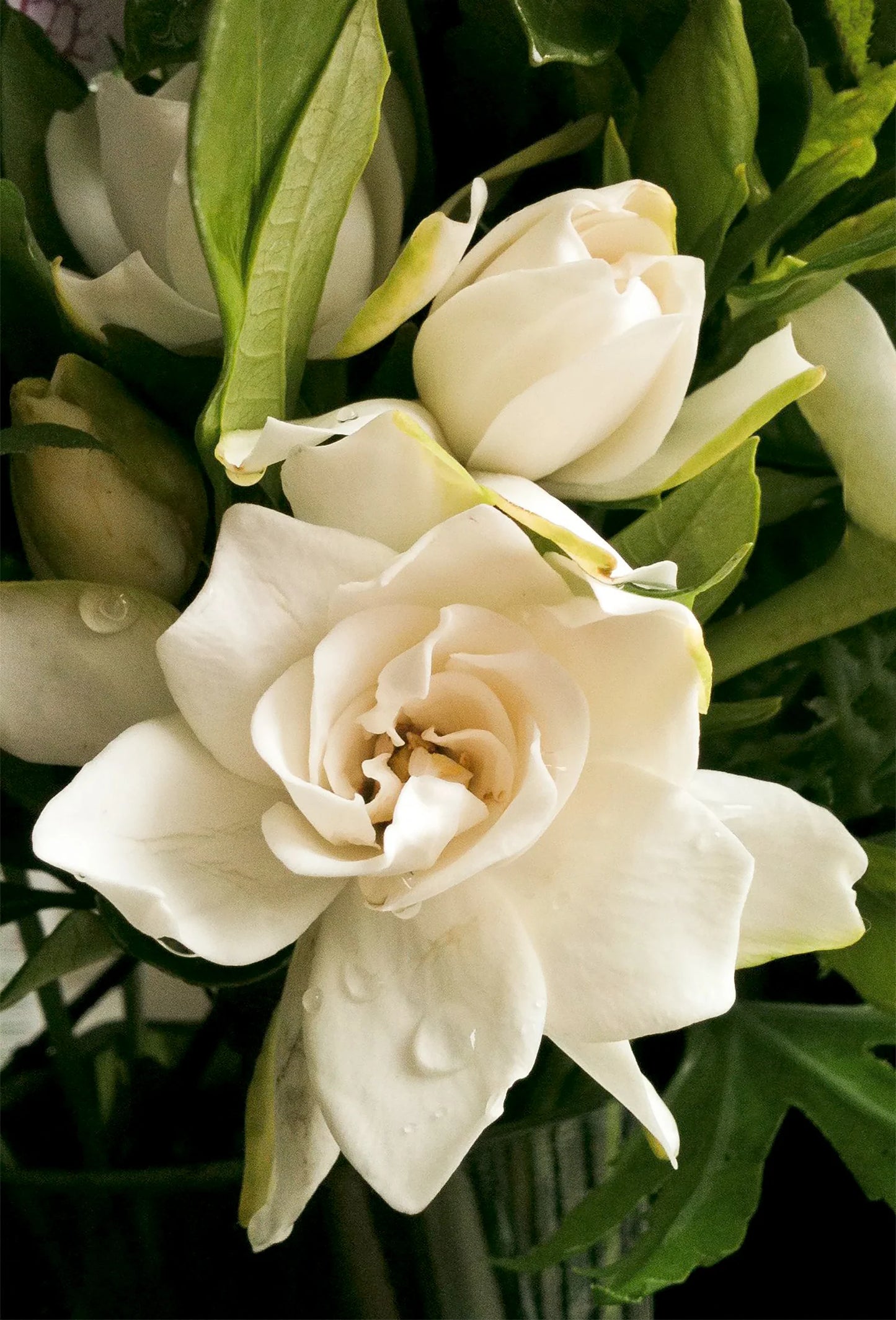 Gardenia