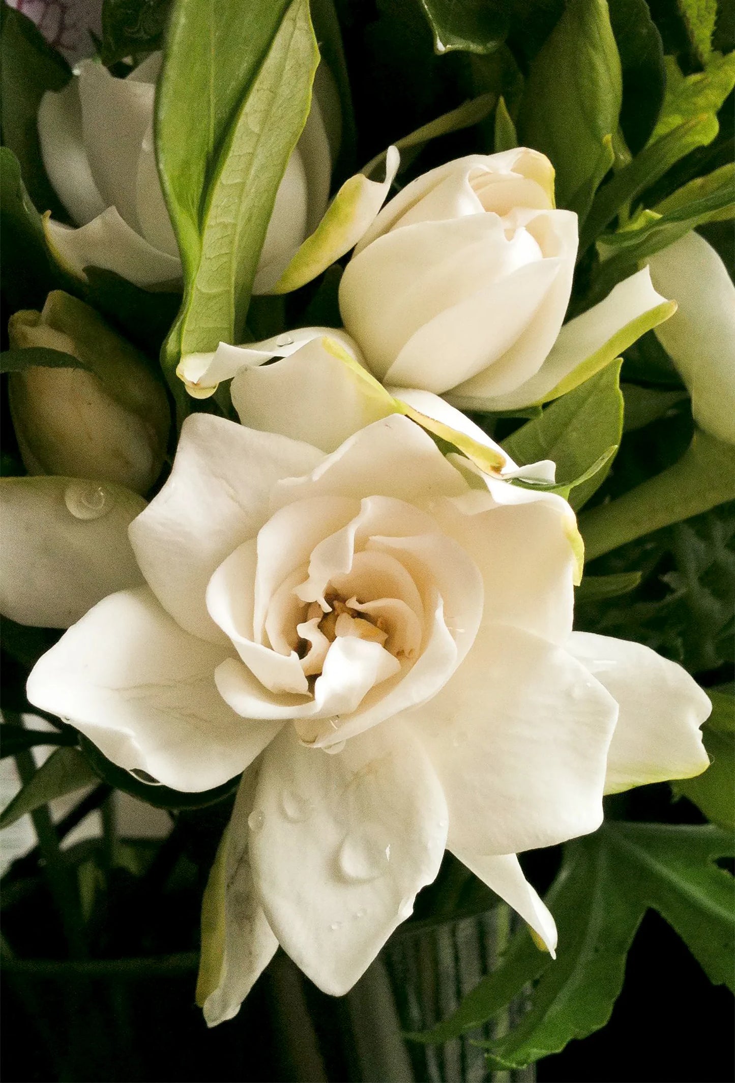 Gardenia Bubbles