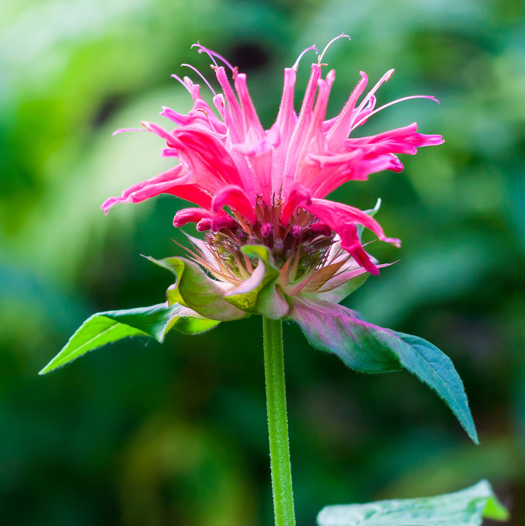 Bergamot Essential Oil