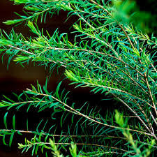 Tea Tree Essential Oil