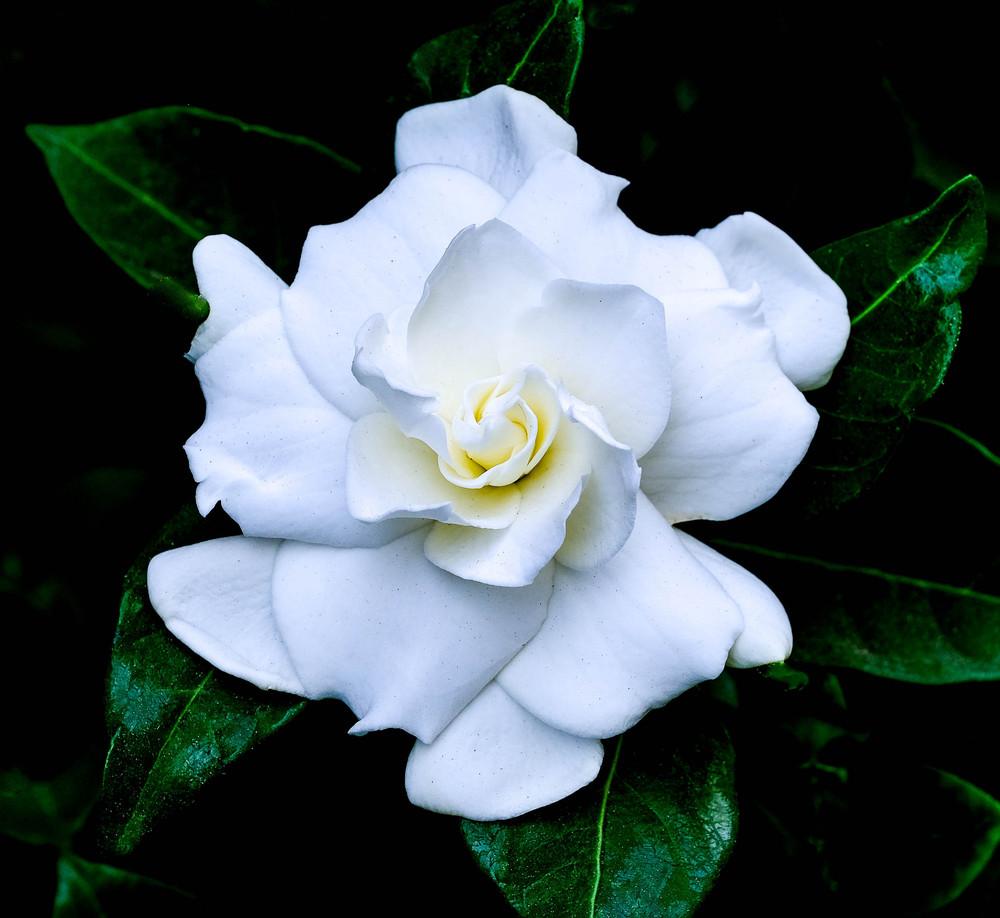 Sughero di Gardenia